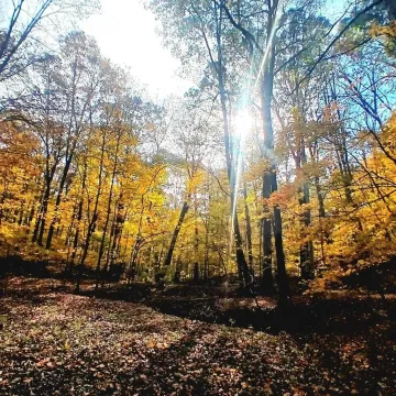 1045 Sardis Road Oak Hill OH 45656 Land