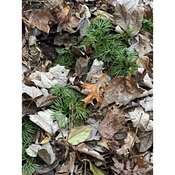 Sugartree Road Bethel OH 43106 Land