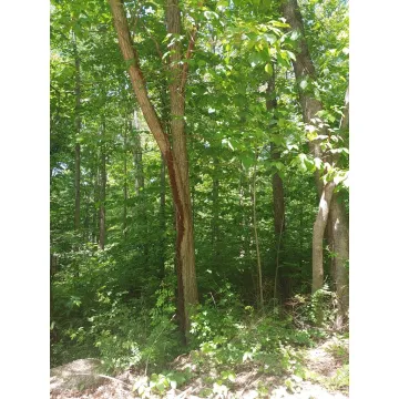 Woodland Drive Waverly OH 45690 Land